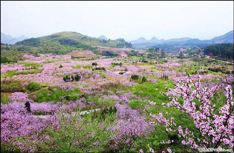 【春天，广西桂林灌阳县向您发出邀请！】官庄村有个醉美的桃花园 - 游山玩水 - 苏州生活社区 - 苏州28生活网 su.28life.com