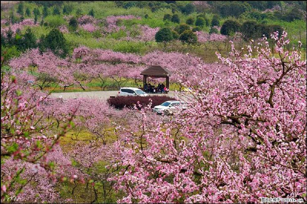 【春天，广西桂林灌阳县向您发出邀请！】官庄村有个醉美的桃花园 - 游山玩水 - 苏州生活社区 - 苏州28生活网 su.28life.com