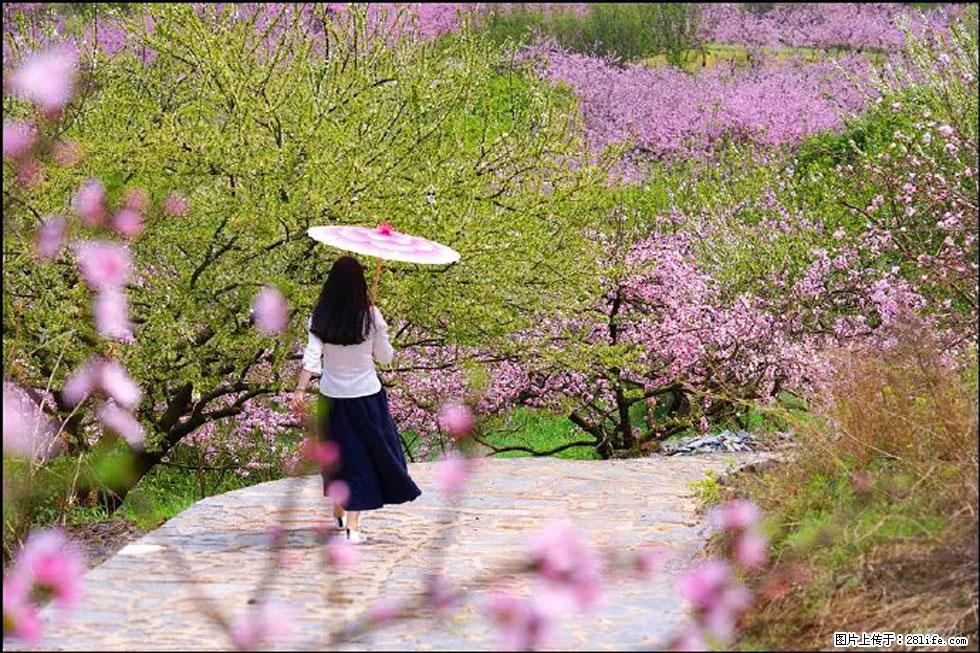 【春天，广西桂林灌阳县向您发出邀请！】官庄村有个醉美的桃花园 - 游山玩水 - 苏州生活社区 - 苏州28生活网 su.28life.com
