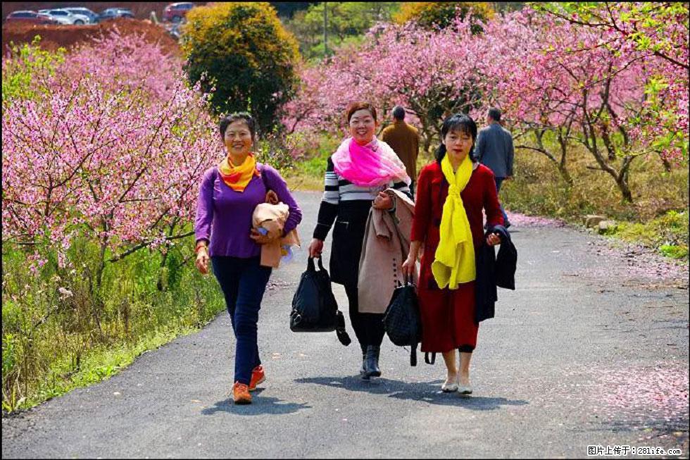 【春天，广西桂林灌阳县向您发出邀请！】官庄村有个醉美的桃花园 - 游山玩水 - 苏州生活社区 - 苏州28生活网 su.28life.com