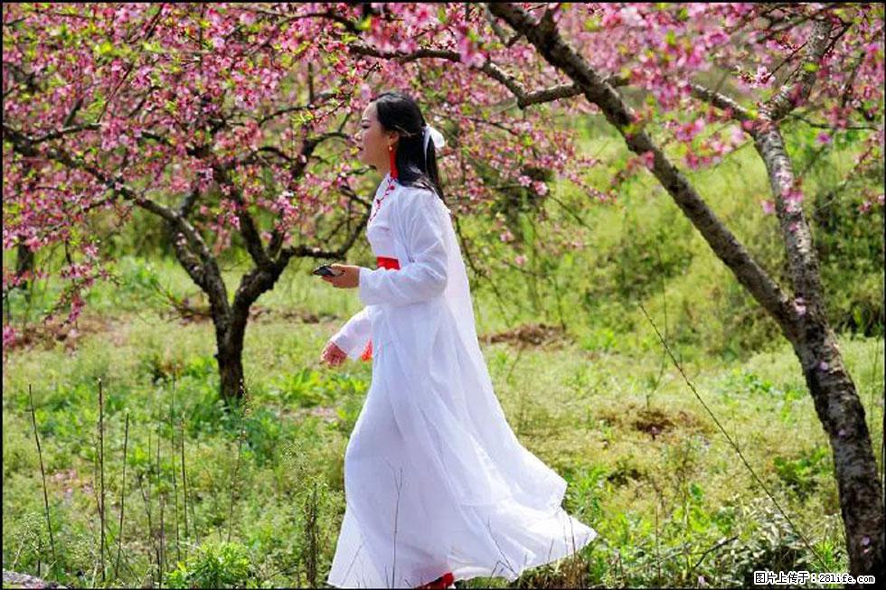 【春天，广西桂林灌阳县向您发出邀请！】官庄村有个醉美的桃花园 - 游山玩水 - 苏州生活社区 - 苏州28生活网 su.28life.com