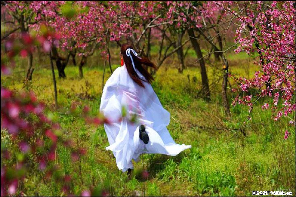 【春天，广西桂林灌阳县向您发出邀请！】官庄村有个醉美的桃花园 - 游山玩水 - 苏州生活社区 - 苏州28生活网 su.28life.com