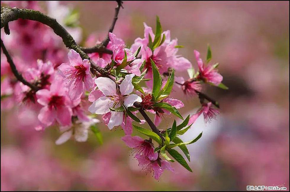 【春天，广西桂林灌阳县向您发出邀请！】官庄村有个醉美的桃花园 - 游山玩水 - 苏州生活社区 - 苏州28生活网 su.28life.com