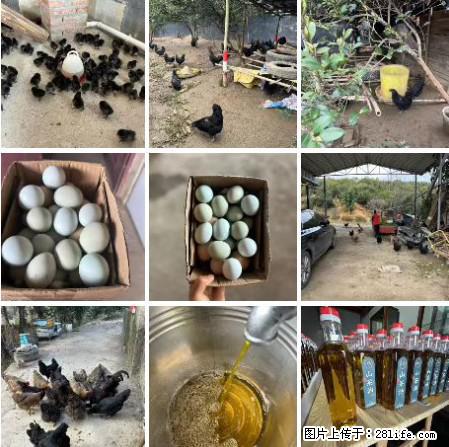 油茶园从小鸡仔开始养起的纯土鸡、土鸡蛋可以预定啦！还有前几天刚榨的纯山茶油哦 - 土特产 - 饮食特产 - 苏州分类信息 - 苏州28生活网 su.28life.com