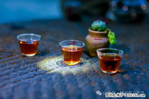 时间果百年古树2025年春红茶 - 购物交流 - 苏州生活社区 - 苏州28生活网 su.28life.com