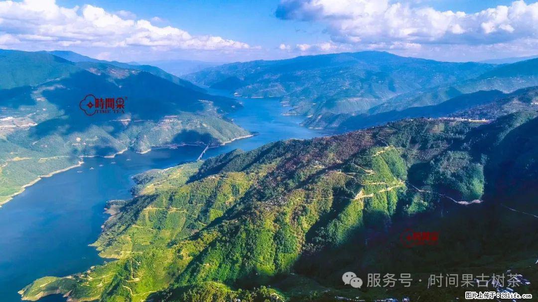 时间果百年古树龙珠普洱生茶 - 购物交流 - 苏州生活社区 - 苏州28生活网 su.28life.com