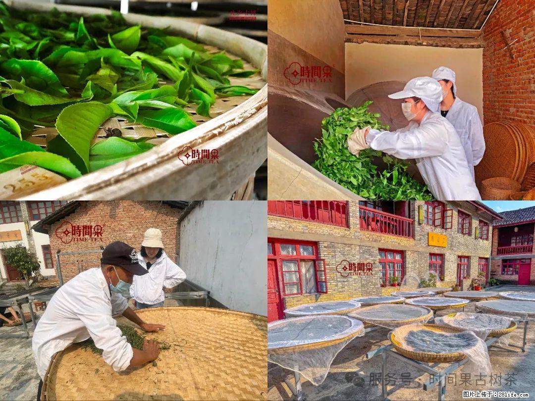时间果百年古树龙珠普洱生茶 - 购物交流 - 苏州生活社区 - 苏州28生活网 su.28life.com
