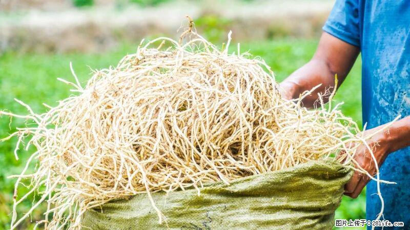 堪称“最难吃”的蔬菜,却是 “抗辐射神器”,还能护肺、清热、止咳化痰! - 苏州生活资讯 - 苏州28生活网 su.28life.com