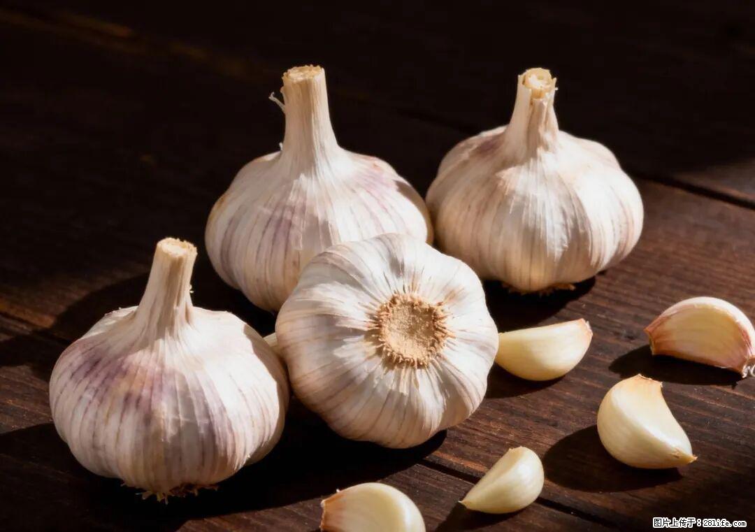 关于大蒜，除了“天然抗生素”，这4个谣言更该警惕! - 苏州生活资讯 - 苏州28生活网 su.28life.com