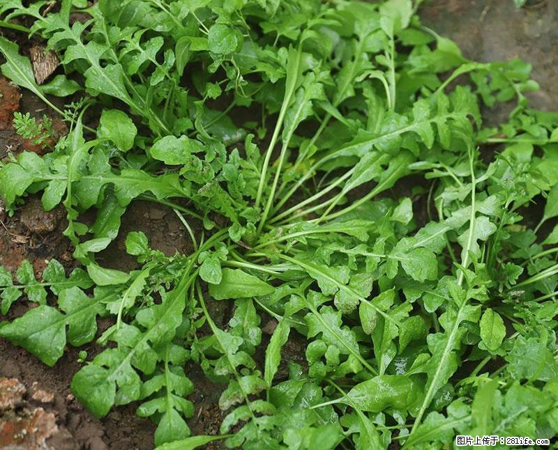 这些蔬菜是“天然钙片”，这6种被医生重点推荐 - 苏州生活资讯 - 苏州28生活网 su.28life.com