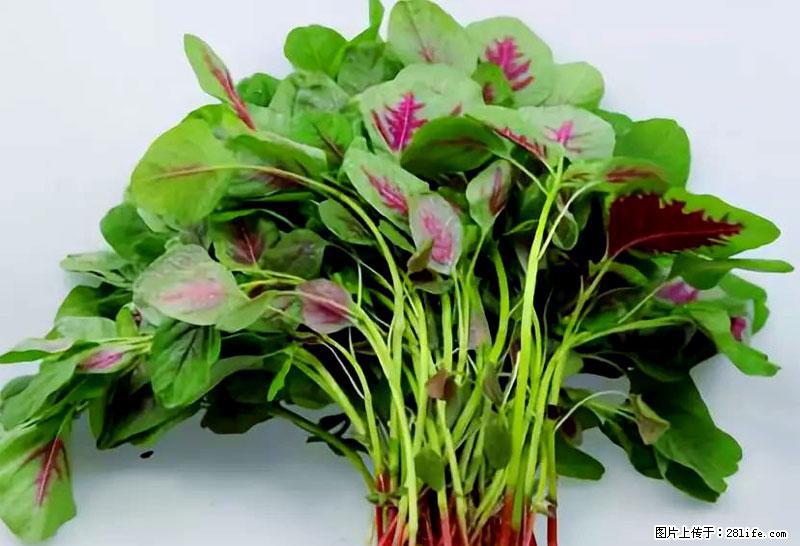 这些蔬菜是“天然钙片”，这6种被医生重点推荐 - 苏州生活资讯 - 苏州28生活网 su.28life.com