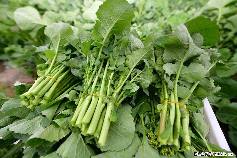 这些蔬菜是“天然钙片”，这6种被医生重点推荐 - 苏州生活资讯 - 苏州28生活网 su.28life.com